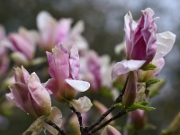 Magnolia 'Daybreak'