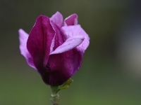 Magnolia 'Linvingstone'