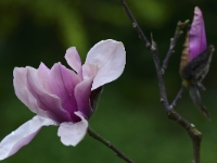 Magnolia 'Apollo'