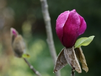 Magnolia 'Felix Jury'