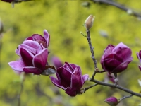 Magnolia 'Genie'