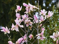 Magnolia 'Daybreak'