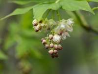 Staphylea pinnata