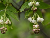 Staphylea pinnata