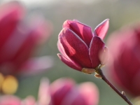 Magnolia 'Genie'