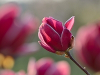 Magnolia 'Genie'