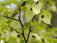 Davidia involucrata