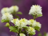 Fothergilla major