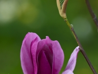 Magnolia 'Livingstone'