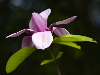 Magnolia 'Cathryn'