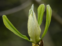 Magnolia officinalis var. biloba