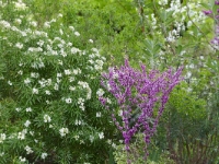 Choisya 'Aztec Pearl' und Cercis yunnanensis