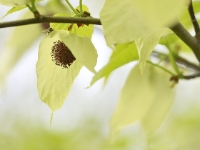 Davidia involucrata