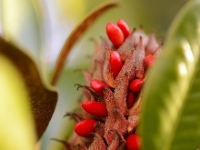 Magnolia grandiflora 'Russet'