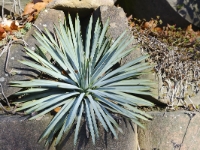 Agave toumeyana