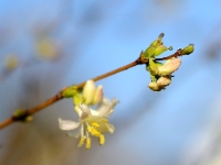 Lonicera 'Winter Beauty'