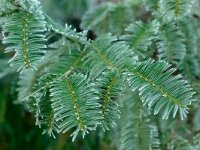 Cephalotaxus sinensis