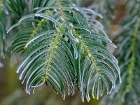 Cephalotaxus fortunei