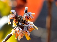 Hamamelis 'Orange Peel'