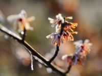 Hamamelis 'Rochester'