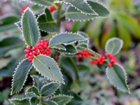 Ilex x koehneana 'Chestnut Leaf'