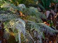 Polystichum setiferum 'Linearis'