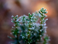 Taxus baccata 'Green Column'