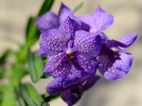 Vanda-Hybride