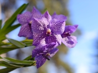 Vanda-Hybride