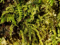 Polypodium vulgare und Asplenium trichomanes