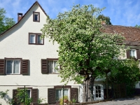 Alter Quittenbaum in Müllheim