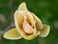 Magnolia Sunsation-2014-04-04-25a