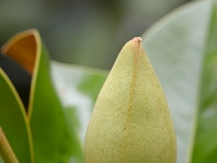 Magnolia grandiflora 'Russet'