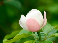 Magnolia x wieseneri 053a