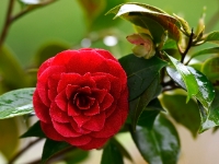 'Camellia 'Black Lace'
