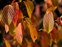 Corylopsis willmottiae Herbstlaub