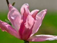 Magnolia 'Daybreak'