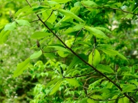Magnolia officinalis var. biloba