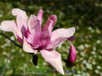 Magnolia 'Ula'