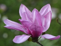 Magnolia 'Ula'