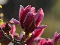 'Magnolia 'Genie'