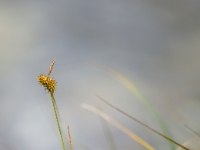 Segge (Carex spec.)