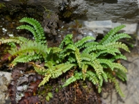 Streifenfarn (Asplenium spec.)