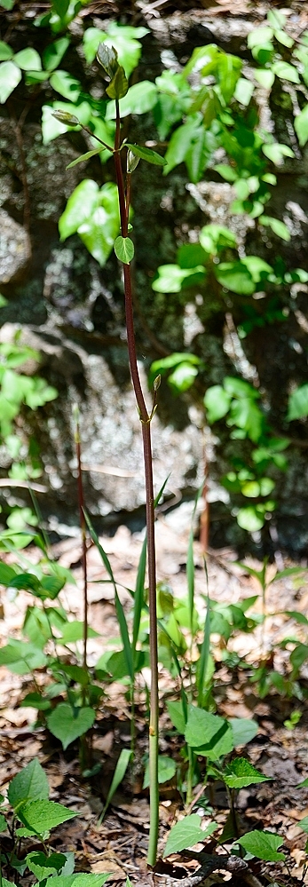  DSC3251